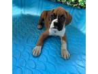 Boxer Puppy for sale in California, MO, USA