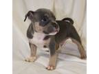 Olde Bulldog Puppy for sale in Newport News, VA, USA