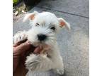 Schnauzer (Miniature) Puppy for sale in Humble, TX, USA