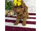 Mutt Puppy for sale in Millersburg, OH, USA