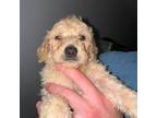 Labradoodle Puppy for sale in Palatka, FL, USA