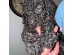 Labradoodle Puppy for sale in Palatka, FL, USA