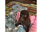 Labradoodle Puppy for sale in Palatka, FL, USA