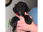 Labradoodle Puppy for sale in Palatka, FL, USA