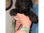 Labradoodle Puppy for sale in Palatka, FL, USA