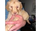 Labradoodle Puppy for sale in Palatka, FL, USA