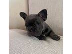 French Bulldog Puppy for sale in Wellington, FL, USA