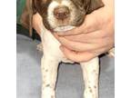 German Shorthaired Pointer Puppy for sale in South Haven, MI, USA