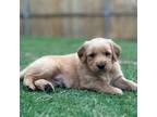 Golden Retriever Puppy for sale in Sherman, TX, USA