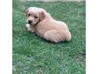 Golden Retriever Puppy for sale in Sherman, TX, USA