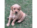 Golden Retriever Puppy for sale in Sherman, TX, USA