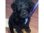 Labradoodle Puppy for sale in Houston, TX, USA