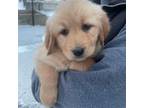 Golden Retriever Puppy for sale in Elburn, IL, USA