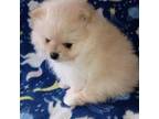 Pomeranian Puppy for sale in Casnovia, MI, USA