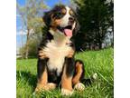 Bernese Mountain Dog Puppy for sale in California, MO, USA