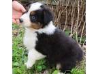 Australian Shepherd Puppy for sale in Murfreesboro, TN, USA