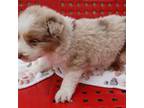 Australian Shepherd Puppy for sale in Murfreesboro, TN, USA