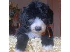 Mutt Puppy for sale in Winnsboro, TX, USA