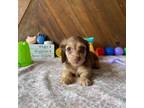 Dachshund Puppy for sale in Pflugerville, TX, USA