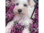 Schnauzer (Miniature) Puppy for sale in San Antonio, TX, USA