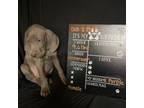 Weimaraner Puppy for sale in Caldwell, OH, USA