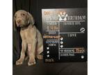 Weimaraner Puppy for sale in Caldwell, OH, USA