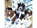 Australian Shepherd Puppy for sale in Englewood, FL, USA