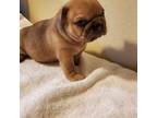 French Bulldog Puppy for sale in Victorville, CA, USA