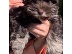 Schnauzer (Miniature) Puppy for sale in Beattyville, KY, USA