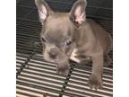 French Bulldog Puppy for sale in Beattyville, KY, USA