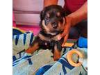 Rottweiler Puppy for sale in Ewing, NJ, USA