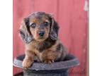 Dachshund Puppy for sale in Crystal, MI, USA