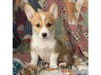 Pembroke Welsh Corgi Puppy for sale in Hope, AR, USA