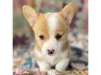 Pembroke Welsh Corgi Puppy for sale in Hope, AR, USA