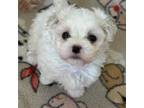 Maltese Puppy for sale in Sarasota, FL, USA