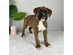 Boxer Puppy for sale in Indianapolis, IN, USA