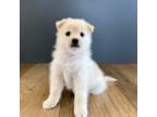 Shiba Inu Puppy for sale in Terrebonne, OR, USA