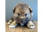 Shiba Inu Puppy for sale in Terrebonne, OR, USA