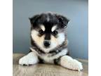 Shiba Inu Puppy for sale in Terrebonne, OR, USA