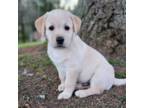 Labrador Retriever Puppy for sale in Castle Rock, WA, USA