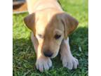 Labrador Retriever Puppy for sale in Castle Rock, WA, USA