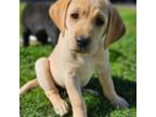 Labrador Retriever Puppy for sale in Castle Rock, WA, USA