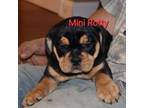 Mini Rotty