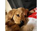Golden Retriever Puppy for sale in Minot, ND, USA