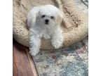 Maltese Puppy for sale in Haymarket, VA, USA