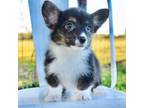 Cardigan Welsh Corgi Puppy for sale in Kemp, TX, USA