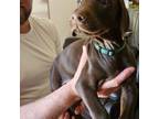 Doberman Pinscher Puppy for sale in Dewitt, MI, USA