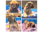 Boerboel Puppy for sale in Bromley, KY, USA