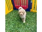 Goldendoodle Puppy for sale in Wills Point, TX, USA