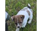 Parson Russell Terrier Puppy for sale in Tifton, GA, USA